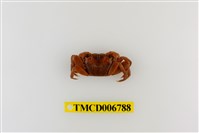 藏品(斑點擬相手蟹)的圖片